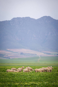 养羊最多的国家_养羊国家补贴政策规定_养羊国家给补助一只羊多少