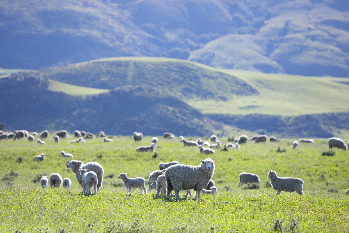 养羊最多的国家_养羊国家给补助一只羊多少_养羊国家补贴政策规定