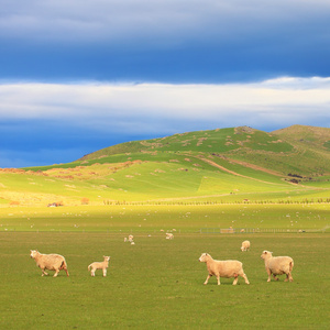 养羊国家补贴政策规定_养羊最多的国家_养羊国家给补助一只羊多少