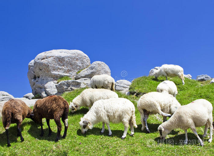 养羊最多的国家_养羊国家给补助一只羊多少_养羊国家补贴政策规定