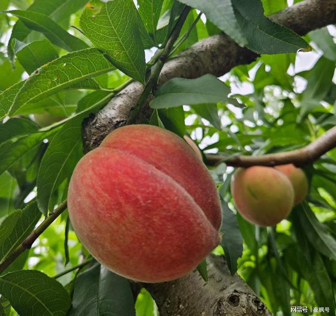 Mallbuilder 破解版风险巨大，网店老板们切勿因小失大