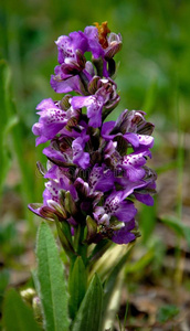 洋地黄类药物的护理要点_洋地黄类药物治疗护理_洋地黄类药物应用指征