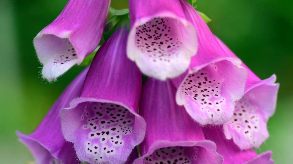 洋地黄类药物治疗护理_洋地黄类药物的护理要点_洋地黄类药物应用指征