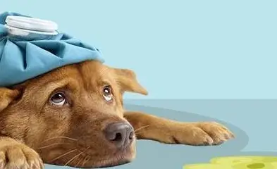 狗狗心肺病_狗狗心肺病怎么引起的_狗狗心肺病怎么办