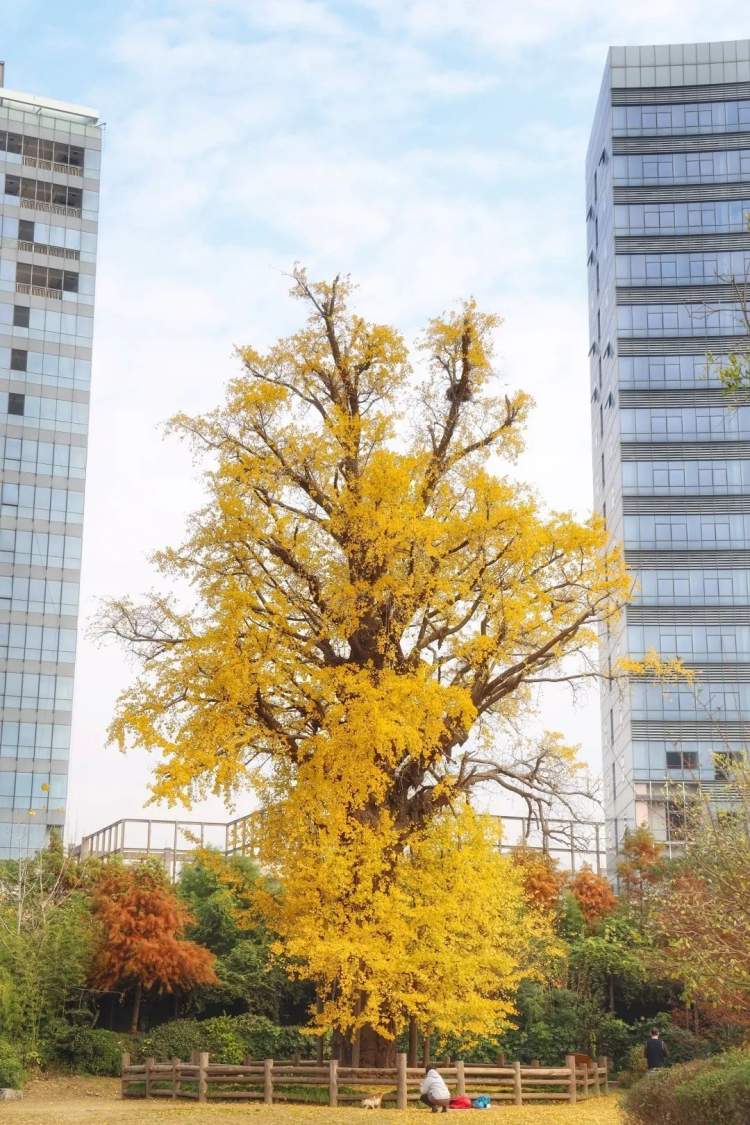 屋顶风机dwt_屋顶风机DWT-I-9_屋顶风机dwt-1