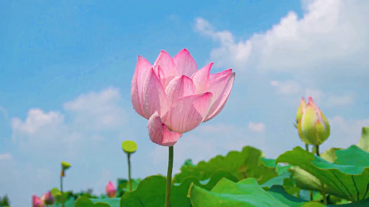 si breeze_si breeze_si breeze