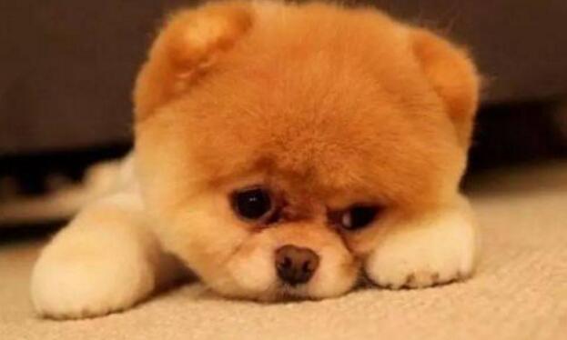 宠物时间宠物店管理软件_汉思宠物店管理系统破解_好点的宠物店系统