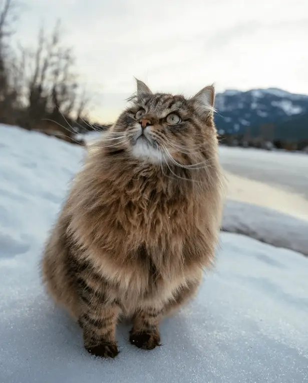 音乐软件铃声怎么存到本地_音乐软件里哪里有蓝牙图标_音乐软件linux