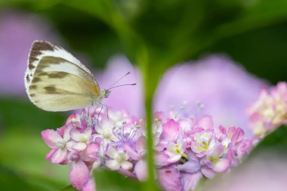 如何应对气管炎？多喝温水、注意保暖、避免烟雾灰尘等生活习惯很重要