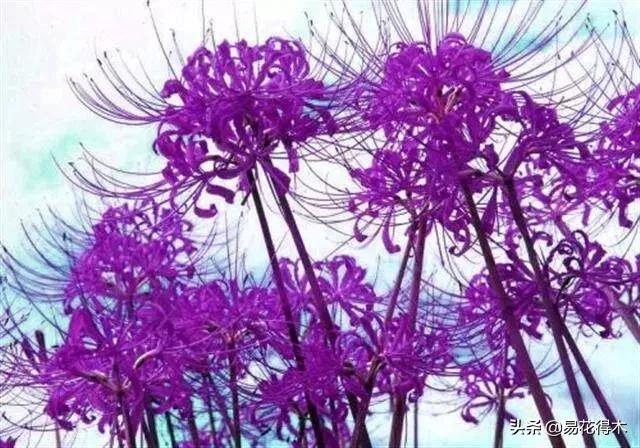 帝国cms免费模板_帝国cms小说网站模板下载_帝国模板下载