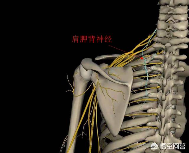 后背疼痛难忍怎么办？专家告诉你可能的原因和解决办法