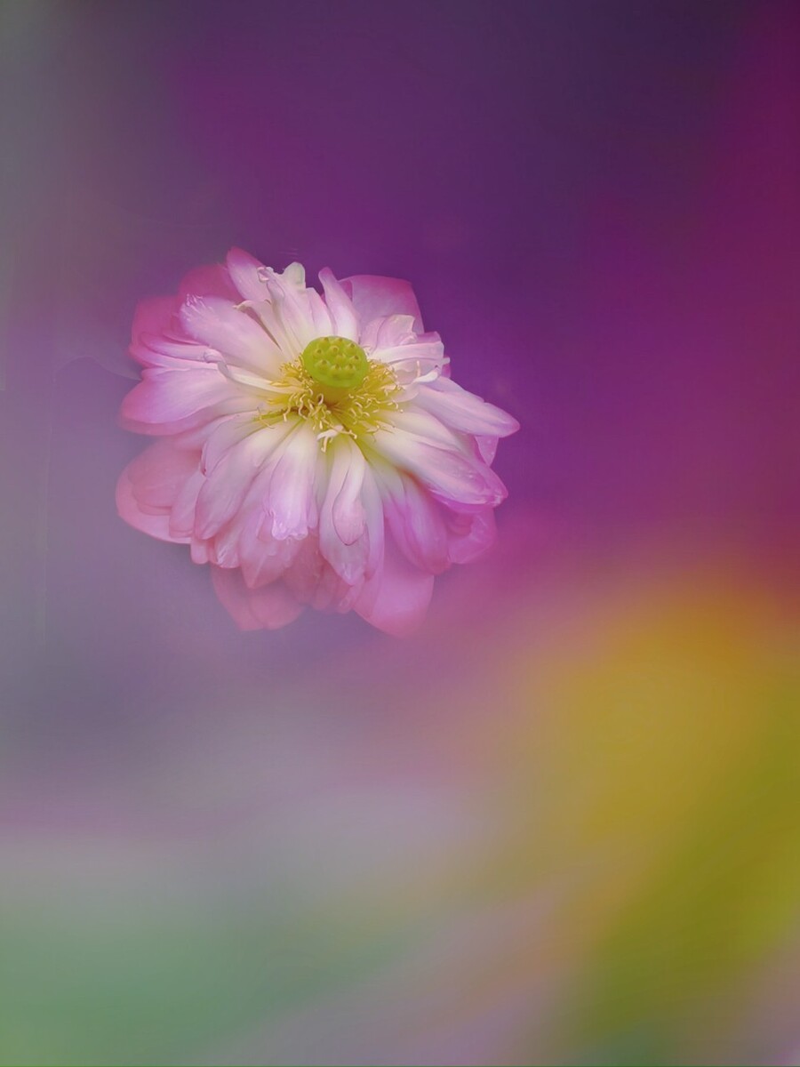 梦幻手游华为版服务器：稳定流畅，社区氛围佳，带来全新体验