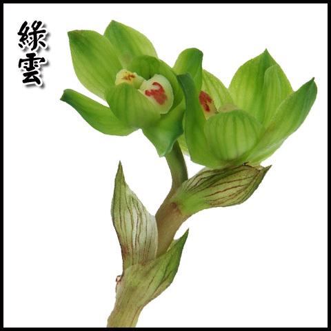 杭州西软科技有限公司_杭州绿云与西软优缺点_绿云软件和西软